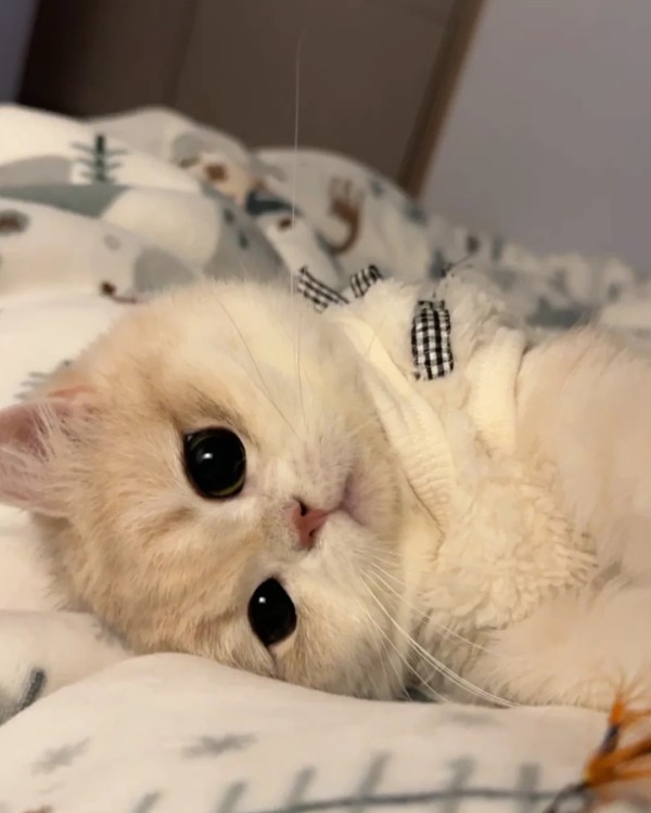 Ảnh mèo vô tri cute 2
