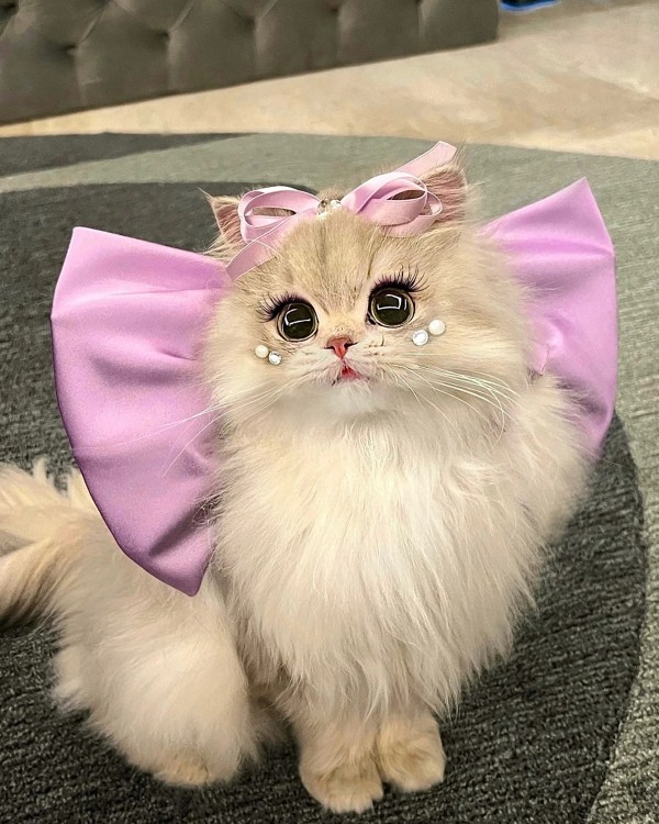 Ảnh mèo vô tri cute 20