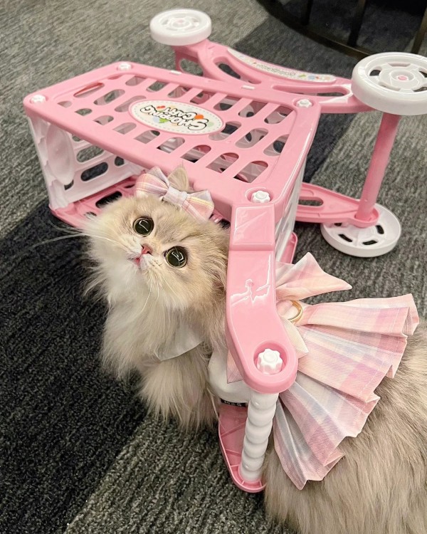 Ảnh mèo vô tri cute 21
