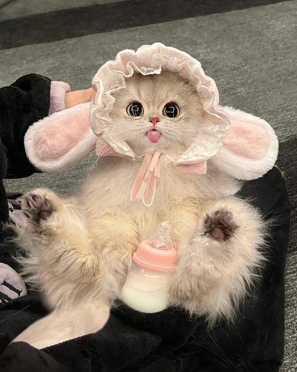 Ảnh mèo vô tri cute 22