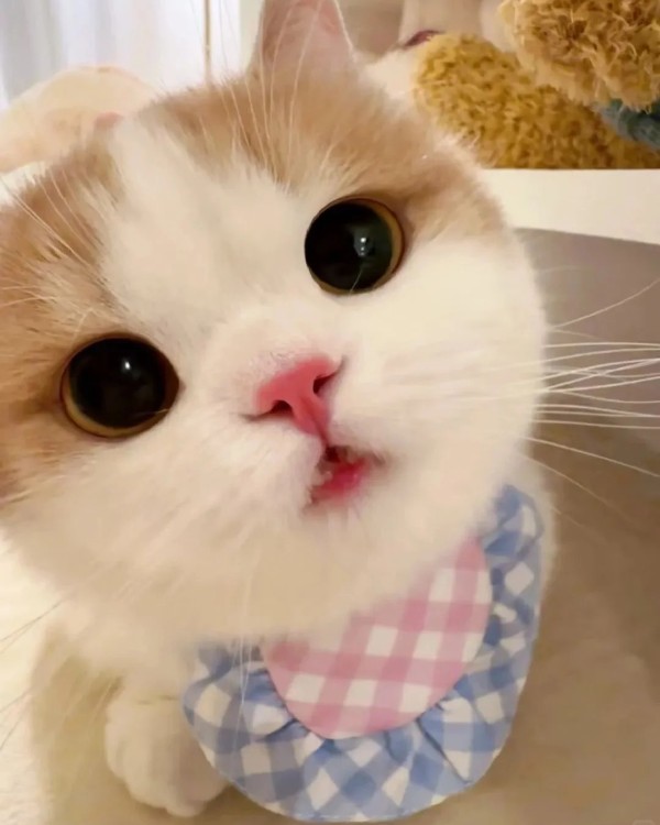 Ảnh mèo vô tri cute 24