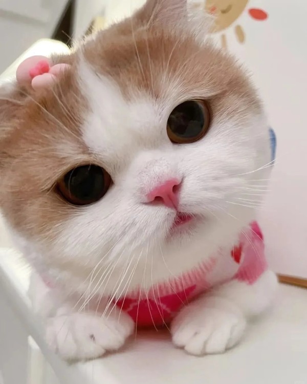 Ảnh mèo vô tri cute 25