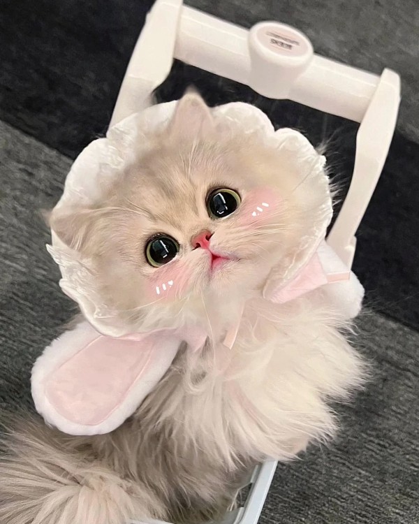 Ảnh mèo vô tri cute 26