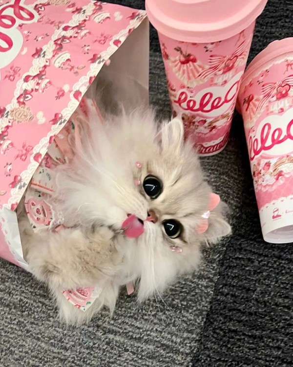 Ảnh mèo vô tri cute 29