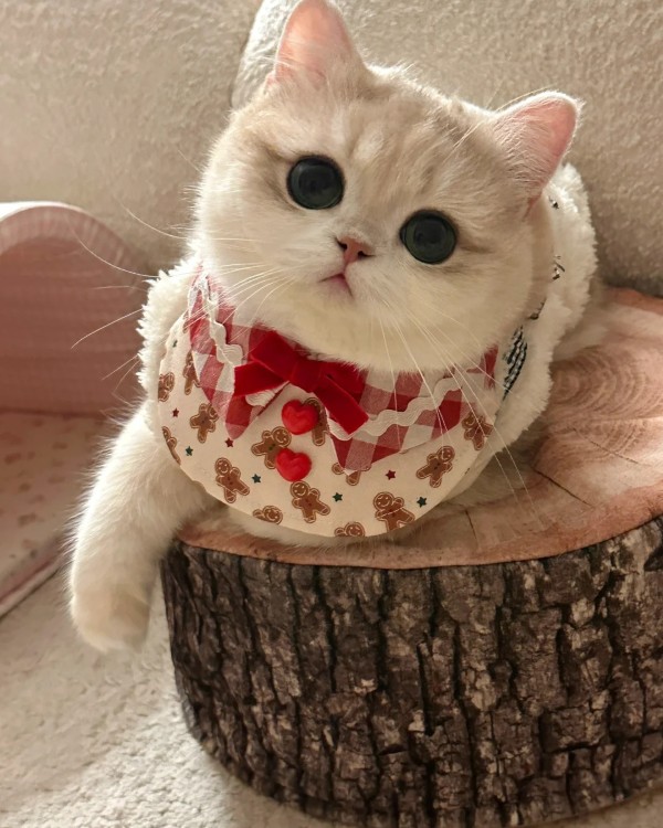 Ảnh mèo vô tri cute 3