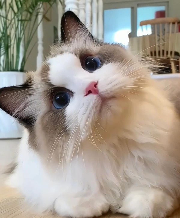 Ảnh mèo vô tri cute 30