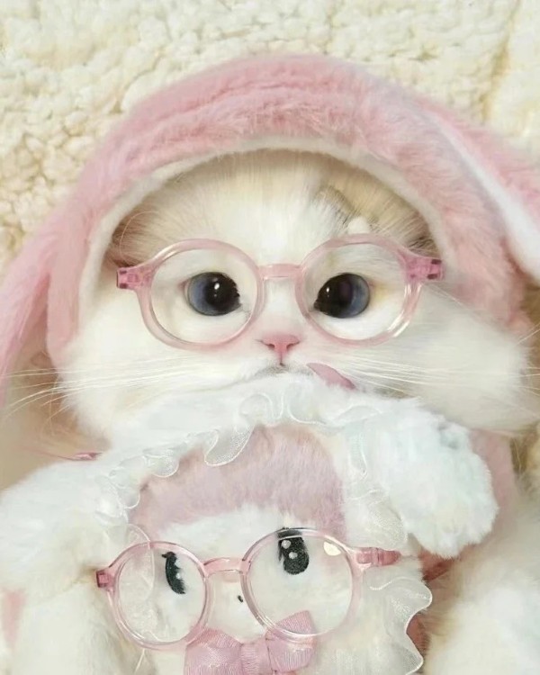 Ảnh mèo vô tri cute 31