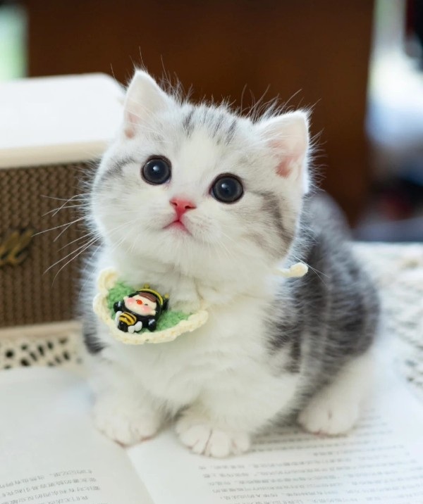 Ảnh mèo vô tri cute 32