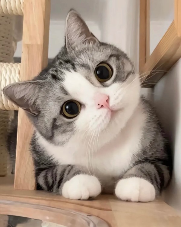 Ảnh mèo vô tri cute 33