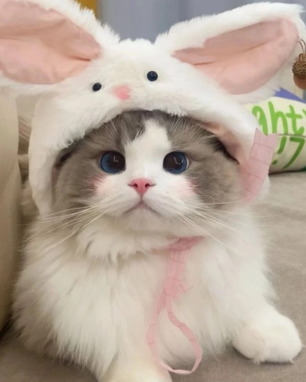 Ảnh mèo vô tri cute 34