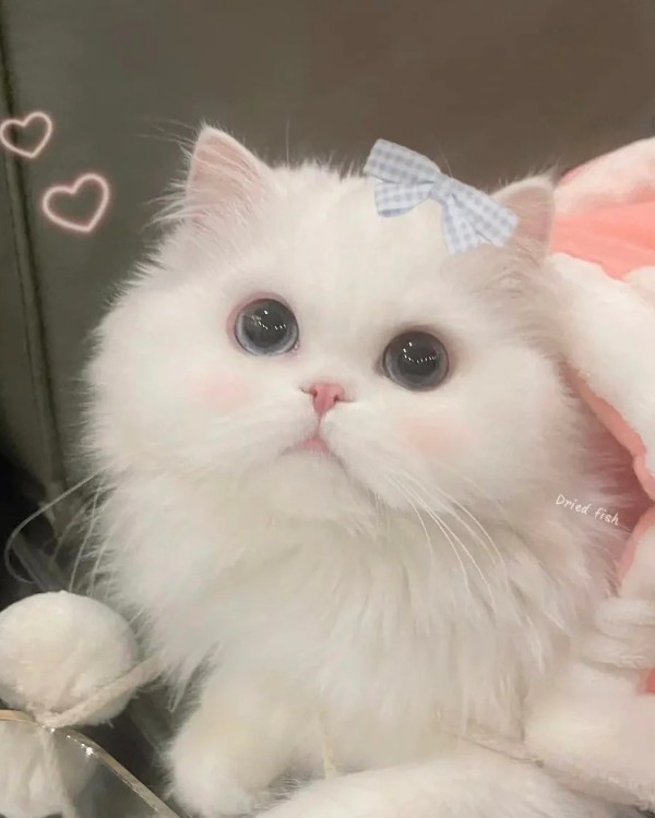 Ảnh mèo vô tri cute 36