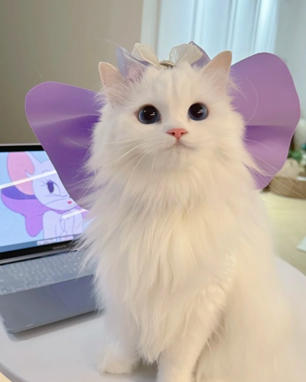 Ảnh mèo vô tri cute 38