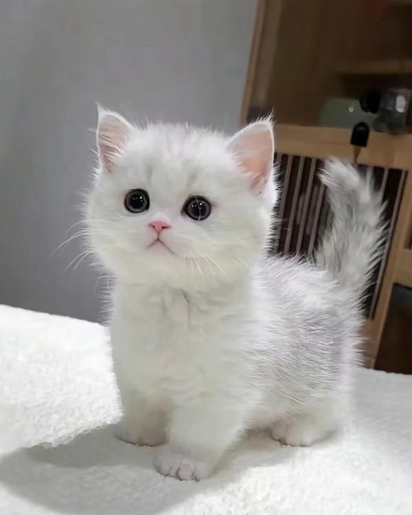 Ảnh mèo vô tri cute 39