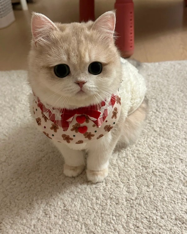 Ảnh mèo vô tri cute 4