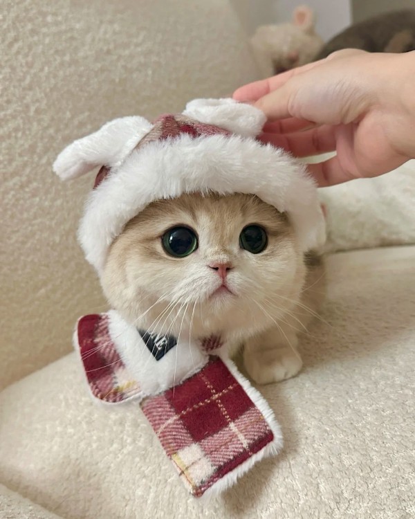Ảnh mèo vô tri cute 5
