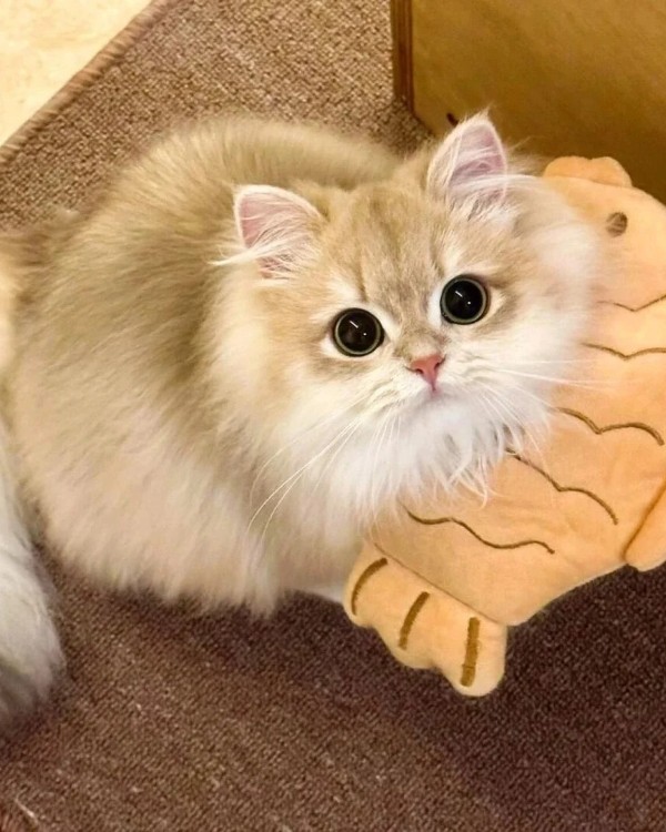 Ảnh mèo vô tri cute 6