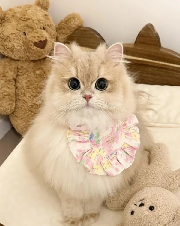 Ảnh mèo vô tri cute 7
