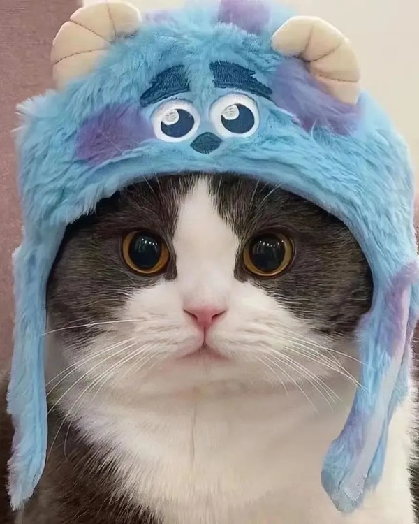 Ảnh mèo vô tri cute 8