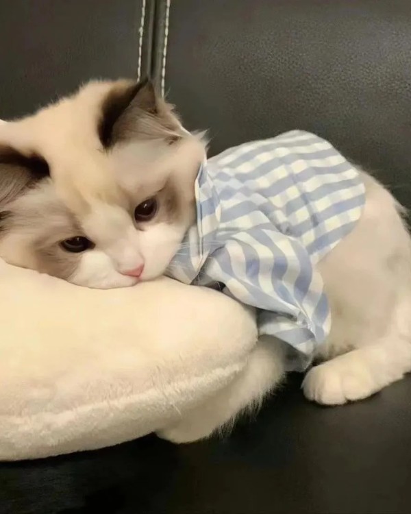 Ảnh mèo vô tri cute 9