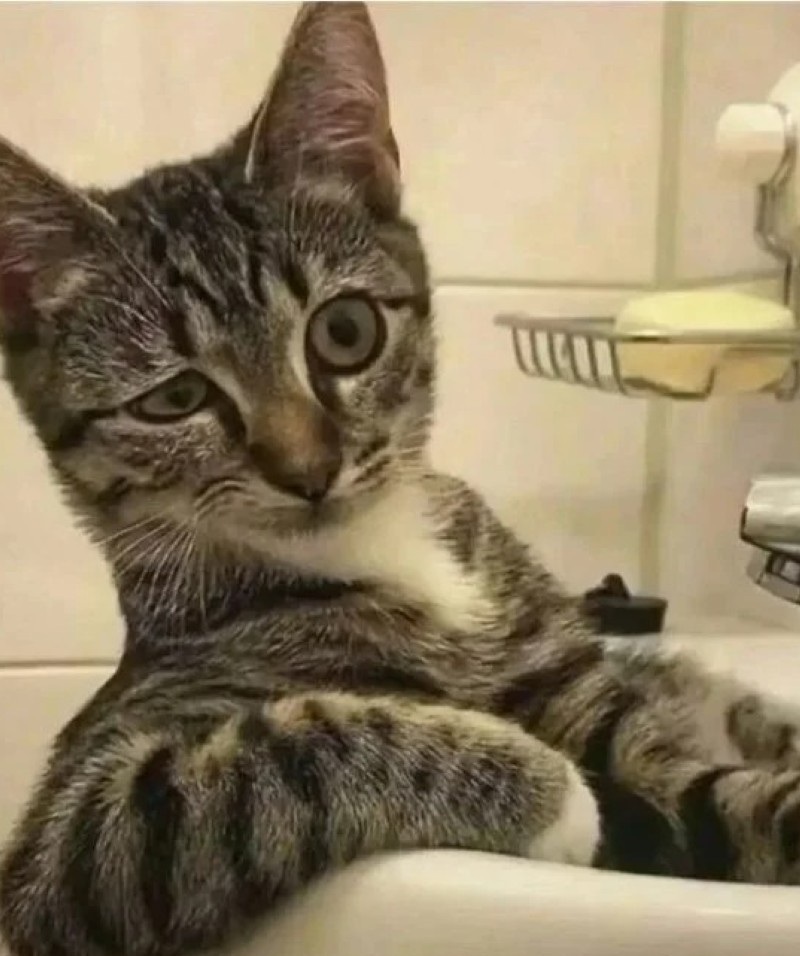 ảnh buồn cười 12