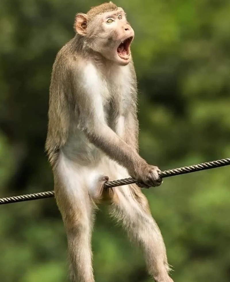 ảnh buồn cười 14