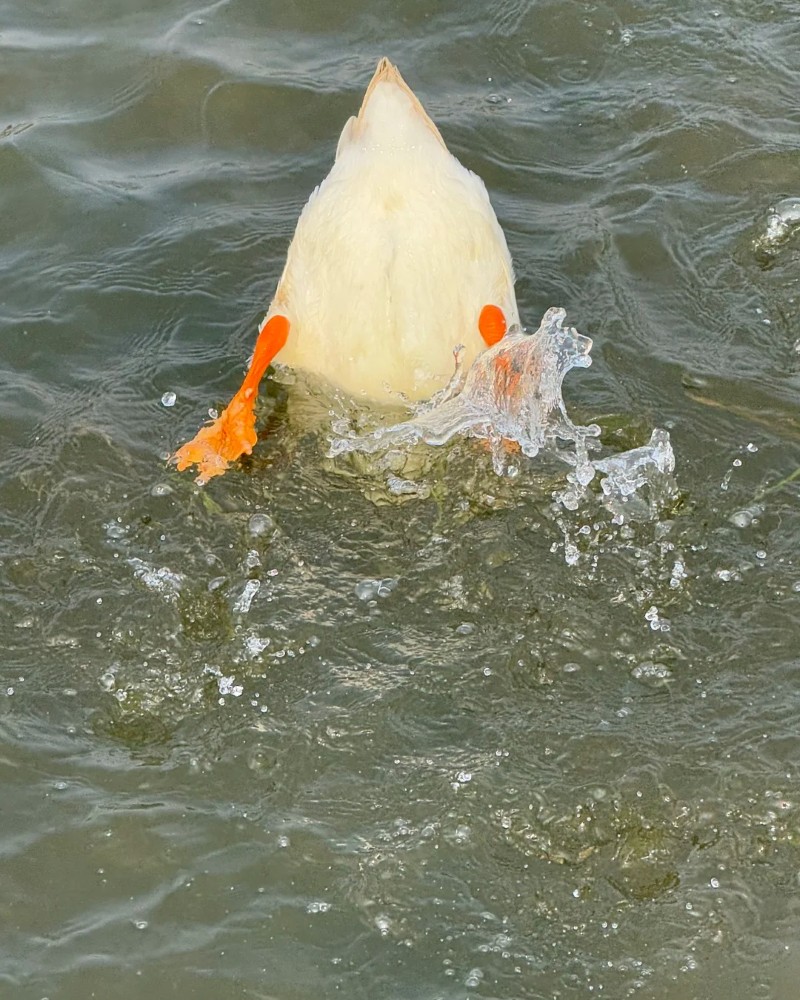 ảnh buồn cười 24