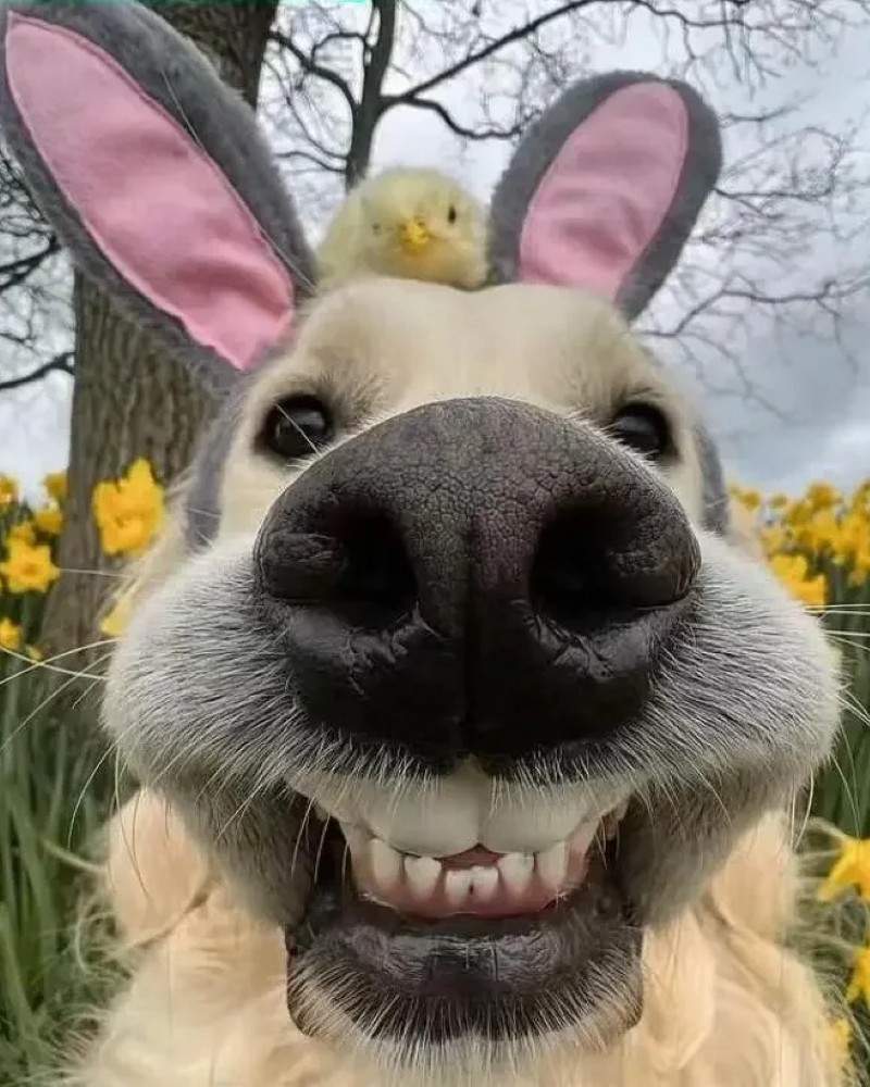 ảnh buồn cười 28