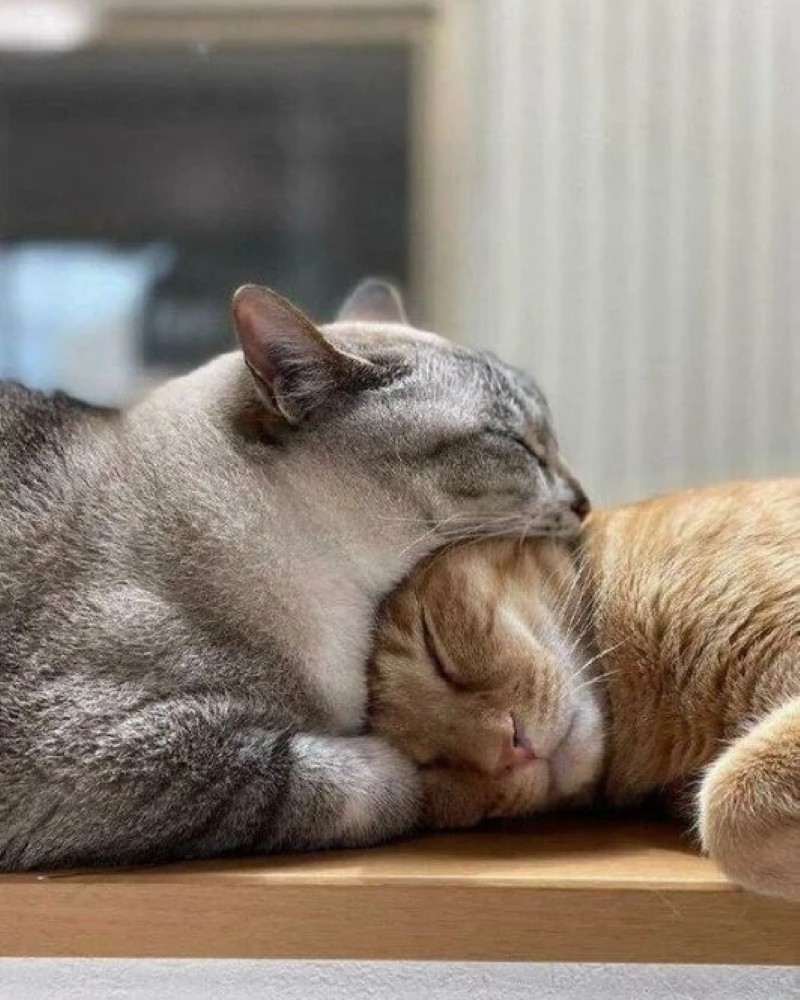 ảnh buồn cười 30