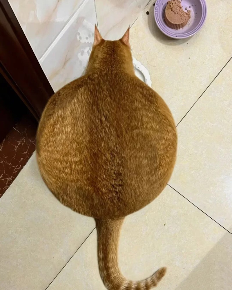 ảnh buồn cười cute