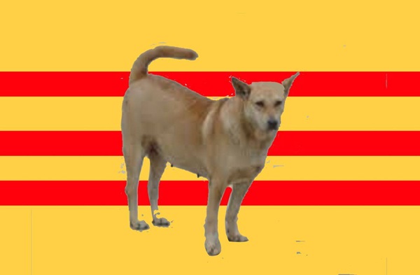ảnh cali 16