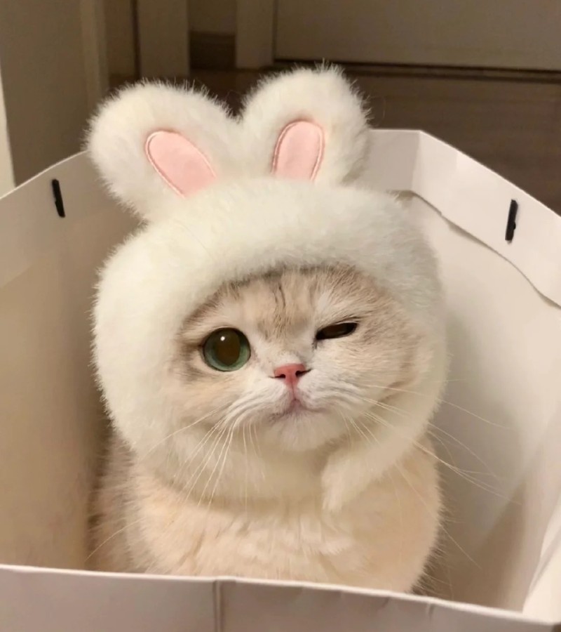 ảnh chế mèo bựa