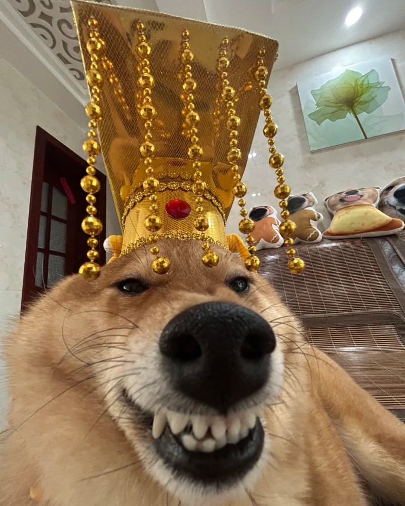 ảnh chó cười hài