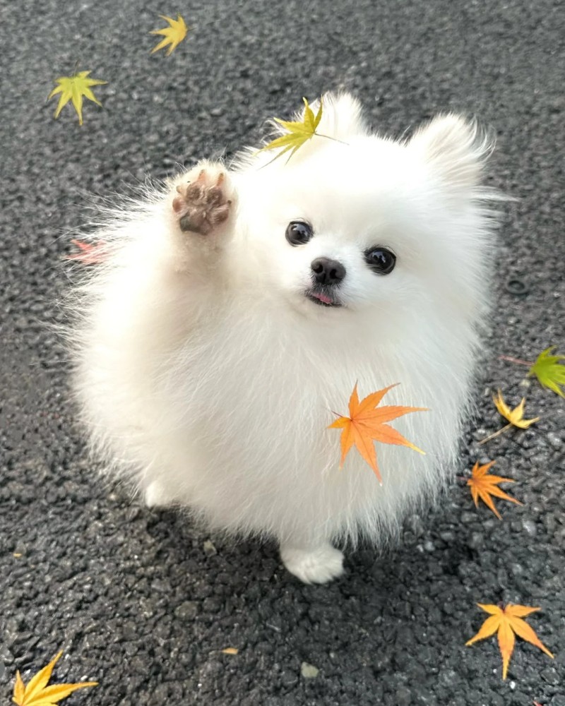 ảnh chó cute dễ thương