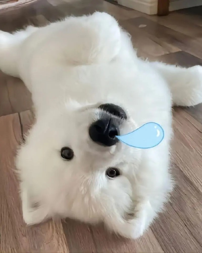 ảnh chó cute hài hước