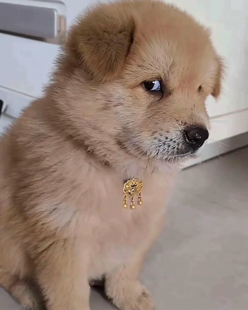 ảnh chó meme cute