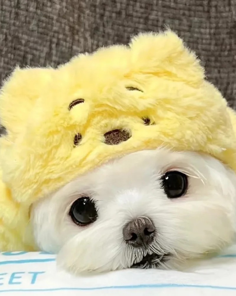 ảnh chú chó cute