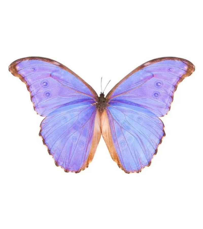 ảnh con bướm 22