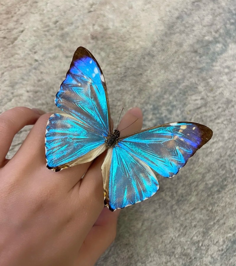 ảnh con bướm 31