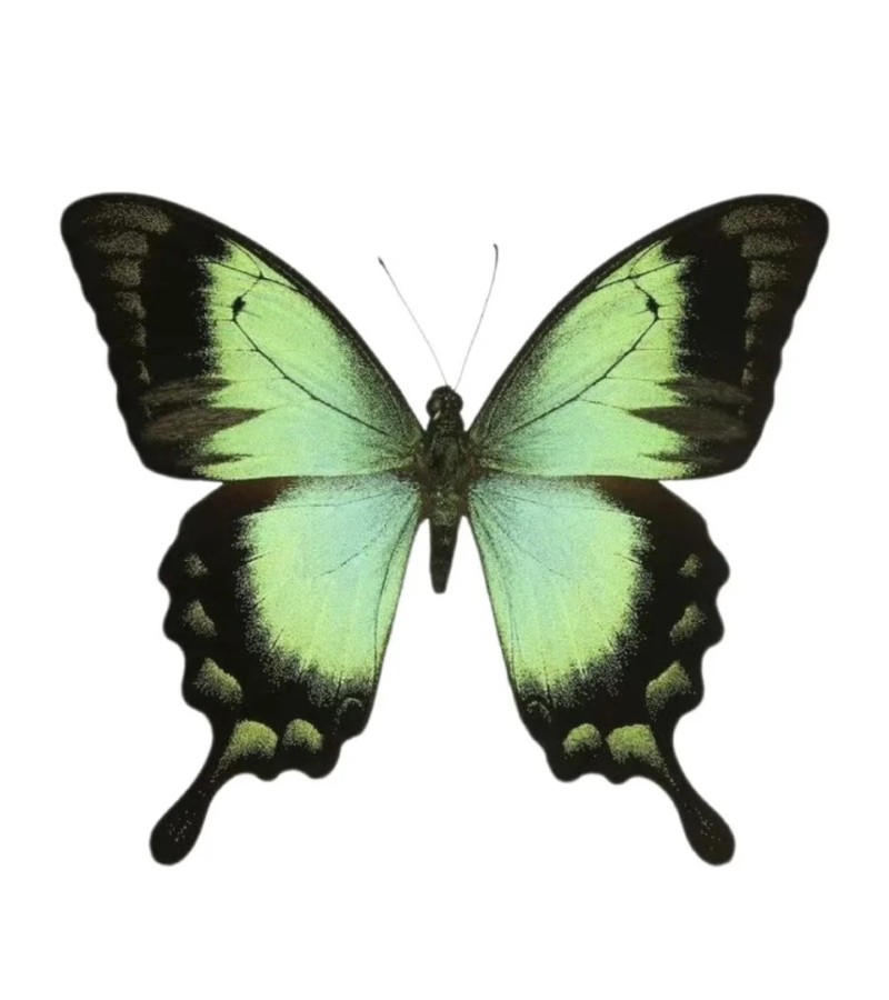 ảnh con bướm xanh
