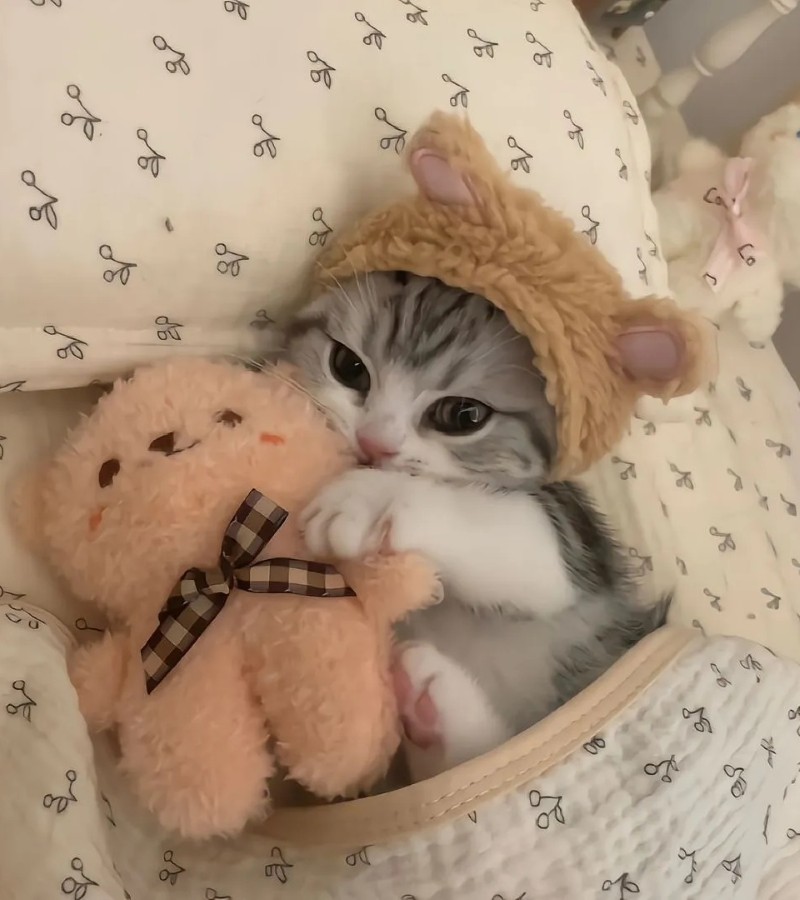 ảnh con mèo cute