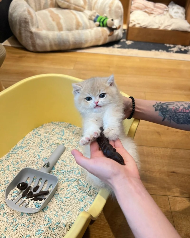 ảnh cục cứt 39