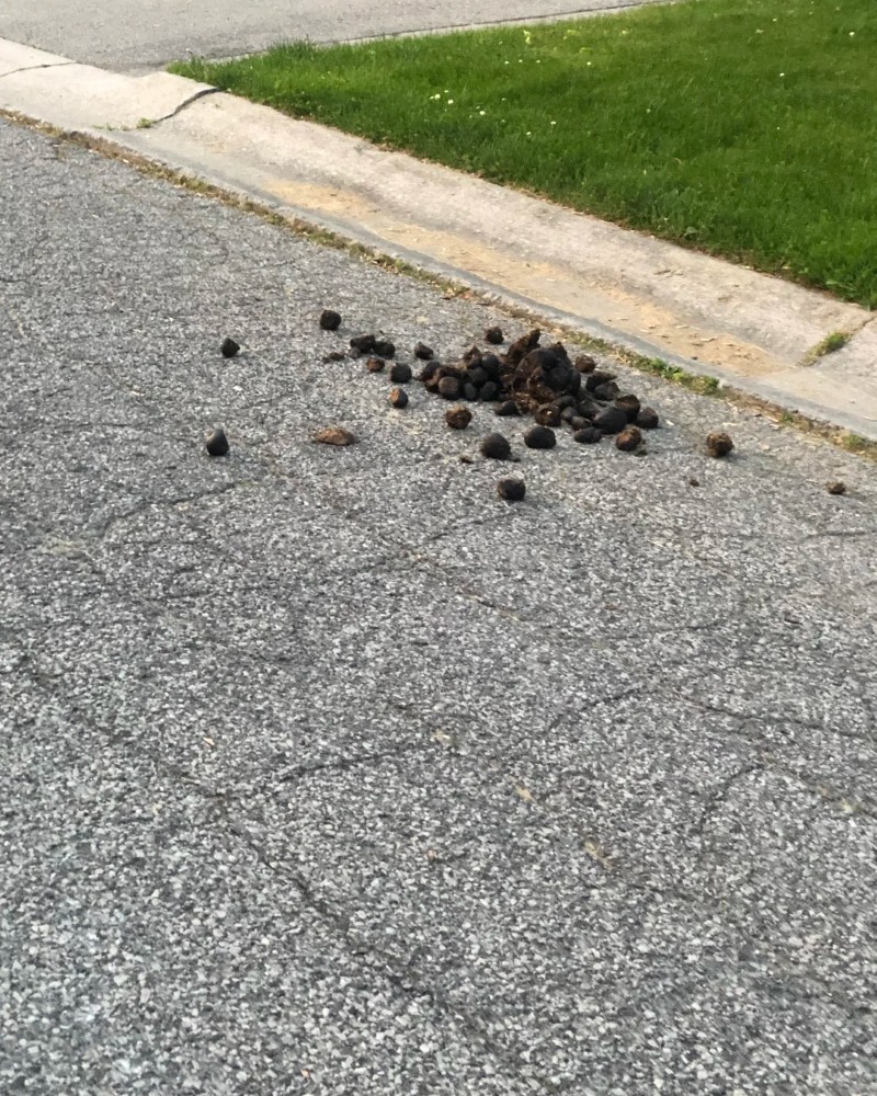 ảnh cục cứt 40