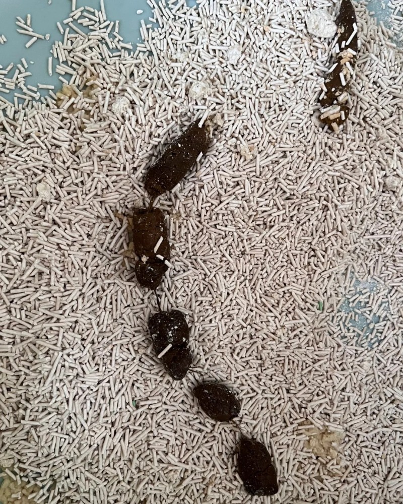 ảnh cục cứt 41