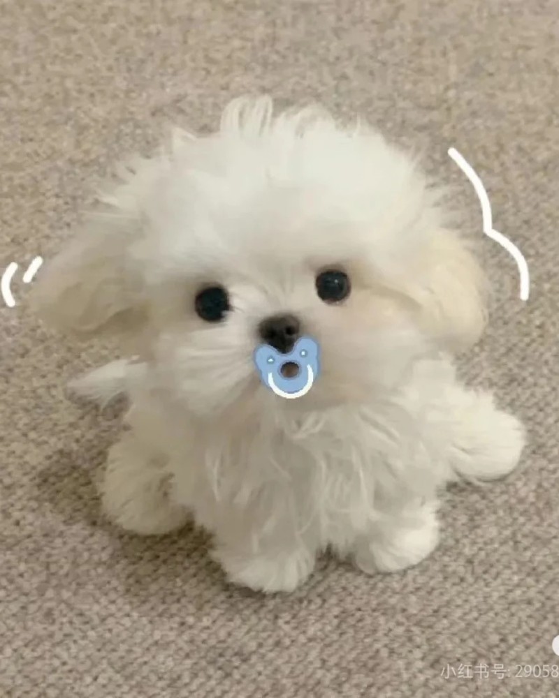 ảnh cute chó