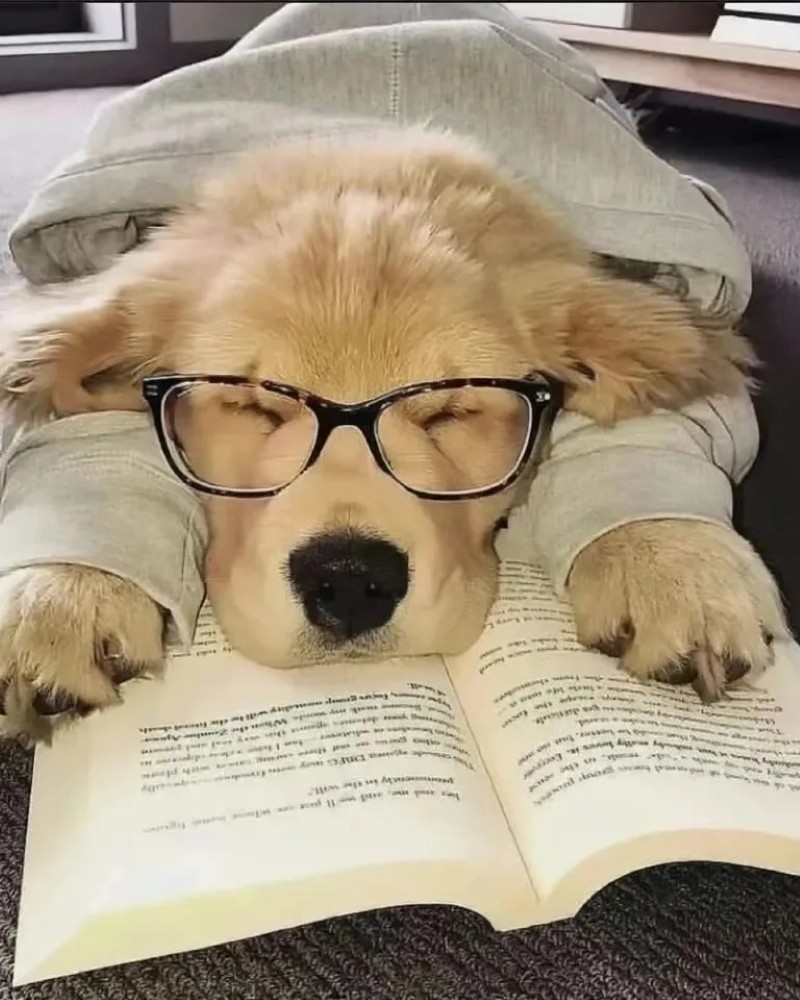 ảnh cute con chó