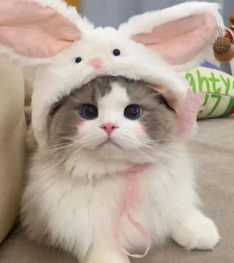 ảnh cute mèo