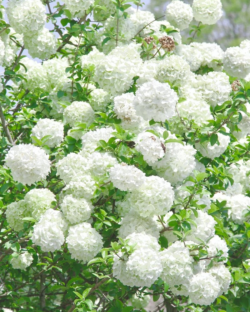 ảnh hoa cẩm tú cầu 12