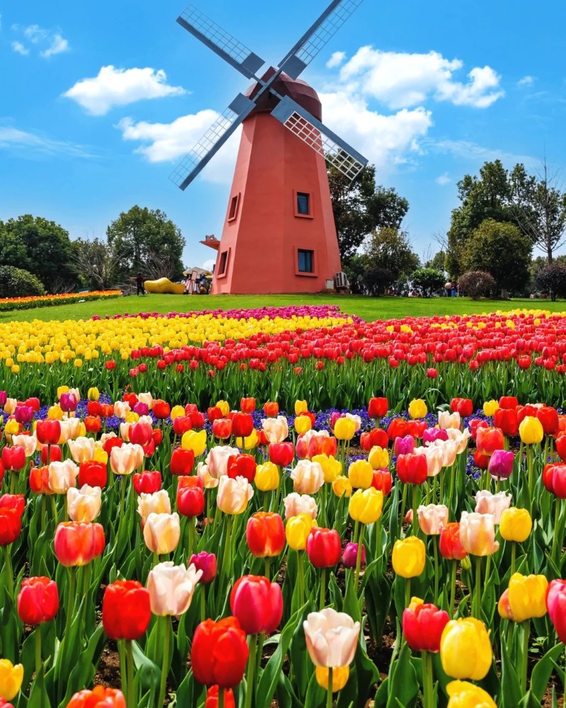 ảnh hoa tulip 1