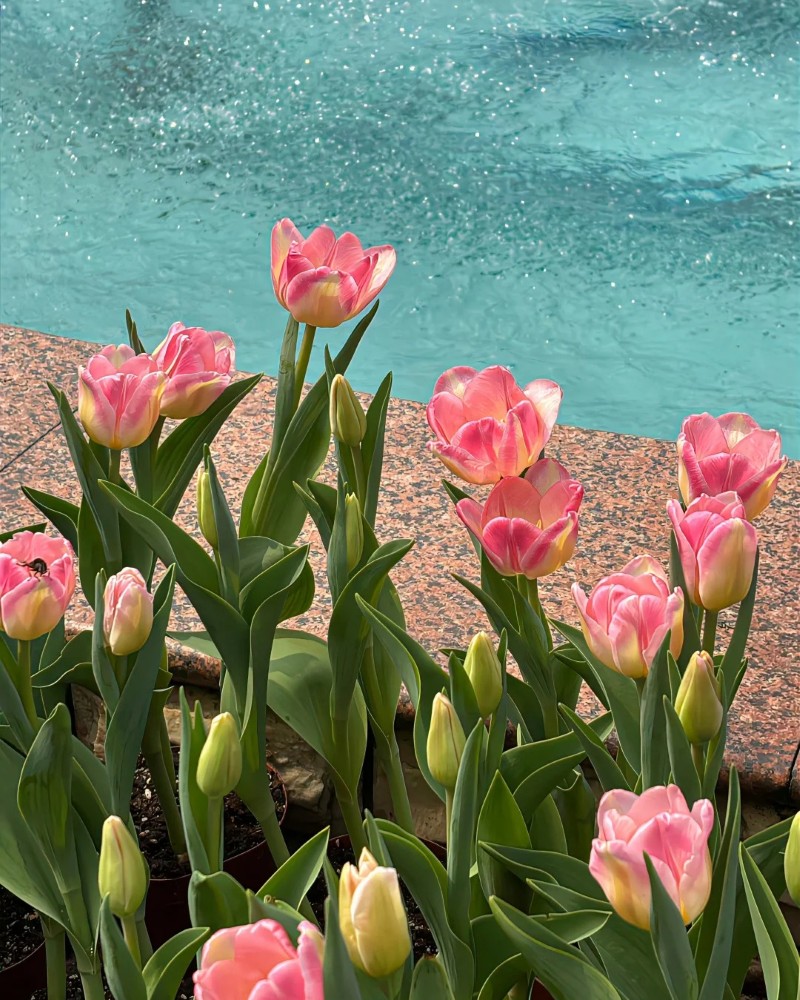 ảnh hoa tulip 10