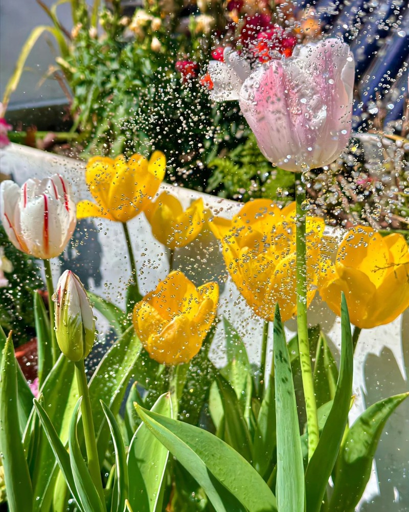 ảnh hoa tulip 11